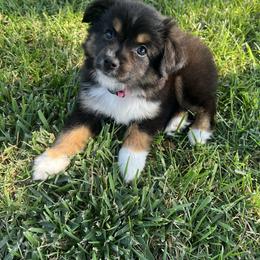 June - Black tri female Toy Australian Shepherd puppy in Tulare, California from Maze Farms