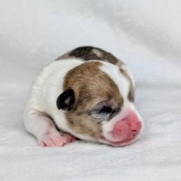 Clover - Sable merle and white female American Corgi puppy in Clarksville, Tennessee from Cold Creek Family Farm LLC