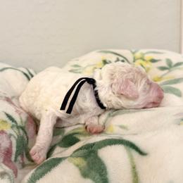 Remy - Parti male Poodle puppy in Surprise, Arizona from Gentle Paw Goldendoodles