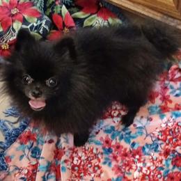 Pomeranian puppies from 007 Hamilton Pomeranian