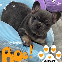 Boo - Tricolors male French Bulldog puppy in South Bend, Indiana from Furever Faithful Frenchies LLC