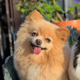 Bella - Pomeranian