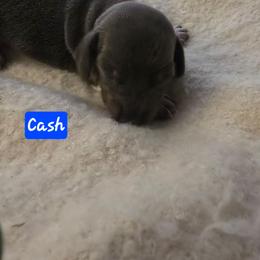 CASH - Piebald male Dachshund puppy in Poplarville, Mississippi from T's Kennel