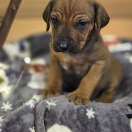 Nicholas orange  yellow collar - Rd whtn blk nose male Rhodesian Ridgeback puppy in Gaffney, South Carolina from Circle D Farms