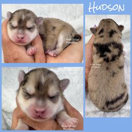 Hudson - Merle male Pomsky puppy in Sheffield, Iowa from Clover Ridge Pomskies