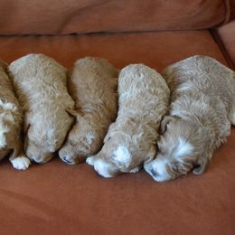 Goldendoodle Puppies from Maggies Doodles (maggiesdoodlesaz.com)