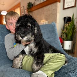 Comet - cream phantom - Phantom male Bernedoodle puppy in Lookout, California from Remington Kennels, LLC