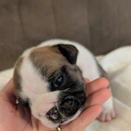 Bulldog Puppies from Shirley EB