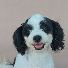 Izzy - Shichon
