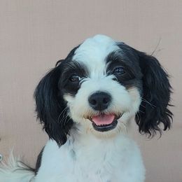 Izzy - Shichon