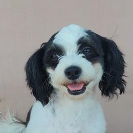 Izzy - Shichon