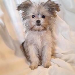 Copper - Sable male Mi-Ki puppy in Toronto, Ohio from Shekinah’s Mi-Kis & Cricket Hill’s Westies