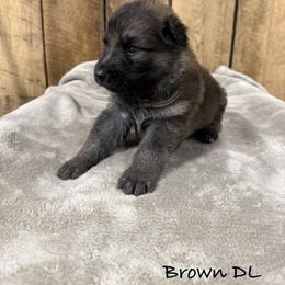 Brown DL - Sable male German Shepherd puppy in Terra Alta, West Virginia from Shepherd Country Farm and Kennels