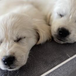 Golden Retrievers from Salt Flat English Cream Retrievers
