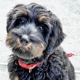 Australian Labradoodles from Great Bridge Labradoodles, LLC