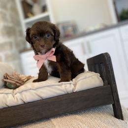 Bernedoodle, Cavapoo, Havanese, and Havapoo Puppies from Lady Paws Puppies - Cassie