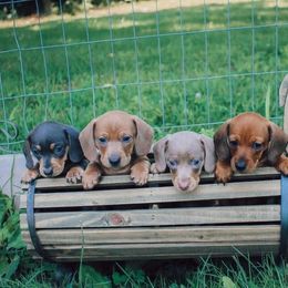 Dachshund Puppies from Hoosier Little Wieners