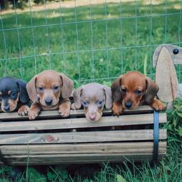 Dachshund Puppies from Hoosier Little Wieners