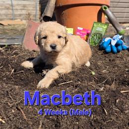Macbeth - Cream male Labradoodle puppy in Genoa City, Wisconsin from Sakura Pups