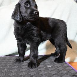 Ballet - Anna Pavlova - Pink - Black female Flat-Coated Retriever puppy in Park Rapids, Minnesota from Catori