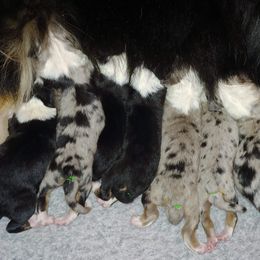 Australian Shepherd Puppies from CinchTight