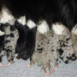 Australian Shepherd Puppies from CinchTight