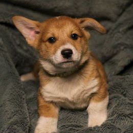 Pembroke Welsh Corgis from Cooksey Ranch Corgis