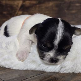 Sadie - Parti female Yorkshire Terrier puppy in Mountain Grove, Missouri from Precious Puppies