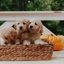 Golden Retriever Puppies from Morgan’s Heart of Gold Retrievers