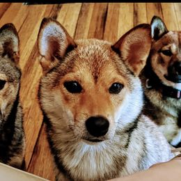 KoKo - Shiba Inu