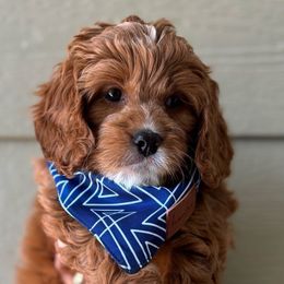 Scar 🦁, boy - Red Cavapoo puppy in Elk Ridge, Utah from Topnotchpoodles