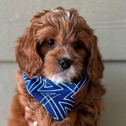 Scar 🦁, boy - Red Cavapoo puppy in Elk Ridge, Utah from Topnotchpoodles
