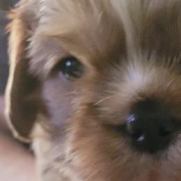 Cavalier King Charles Spaniels from Ashleigh Bishop