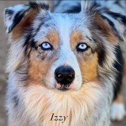Izzy - Australian Shepherd
