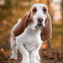 June - Basset Hound