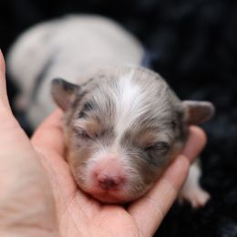 Tater-Black collar male - Blue merle and white male American Corgi puppy in Benjamin, Utah from Nuna’s  Corgis