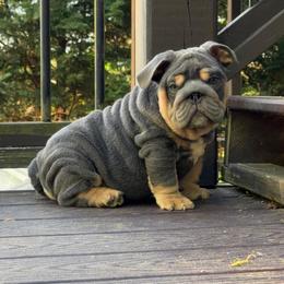 Bear - Blue tri-color male Bulldog puppy in Fort Oglethorpe, Georgia from Jhuntfrenchies