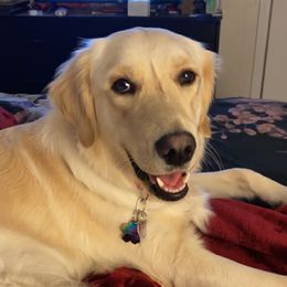 Teddy - Golden Retriever