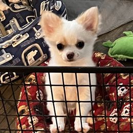 Chihuahuas from Wildheart