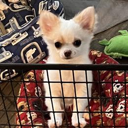 Chihuahuas from Wildheart