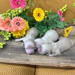 Girl 3 - Cream female Dachshund puppy in Marshfield, Missouri from Hilltop Kennel LLC