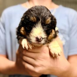 Cheyenne - White and black female Bordoodle puppy in Eastman, Georgia from Dood B Ranch