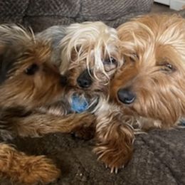 Yorkshire Terriers from Independent Breeder