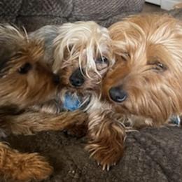 Yorkshire Terriers from Independent Breeder