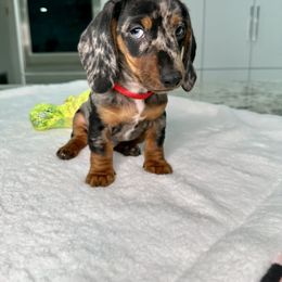 Dachshund Puppies from Harrison Farm
