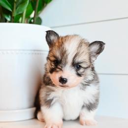 SPICE - Sable female Pembroke Welsh Corgi puppy in Mona, Utah from Sorensen Corgis