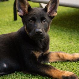 Girl 1 - German Shepherd puppy in Tamiami, Florida from Vom MontHaus