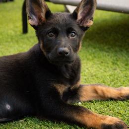 Girl 1 - German Shepherd puppy in Tamiami, Florida from Vom MontHaus