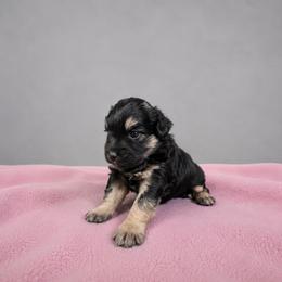 Magnolia - Black phantom female Aussiedoodle puppy in Weatherford, Texas from Grand Ole Aussies