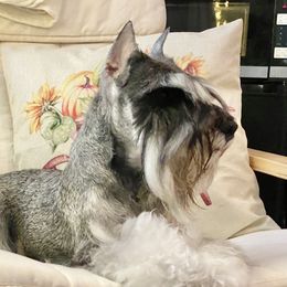 Marina - Miniature Schnauzer